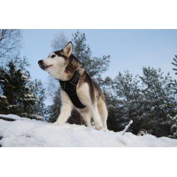 Truelove Country suņu apmācības siksna - TLH5651