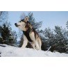 Truelove Country suņu apmācības siksna - TLH5651