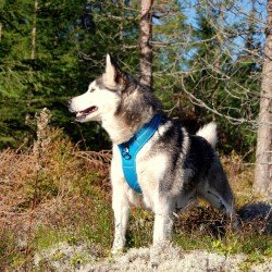 Truelove Forest suņu siksna - TLH5551