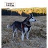Truelove medību suņu iemaukti - TLH5951